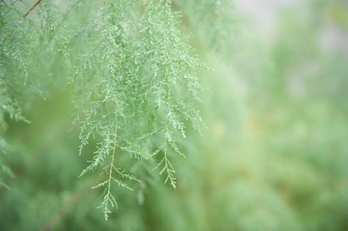 vegetation green nature