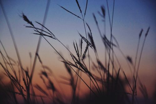 vegetation plant grass