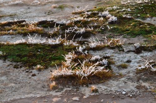 vegetation frost rime
