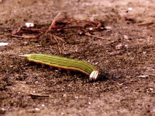 insect background environment