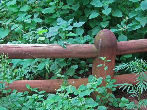 Vegetation And Rustic Fence