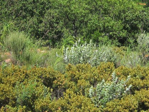 Vegetation And Trees