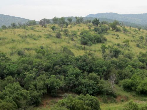 Vegetation On A Hill
