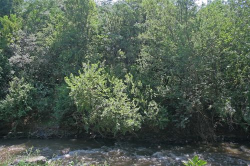Vegetation On Riverbank