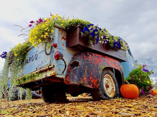 vehicle  flowers  display