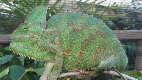 veiled chameleon chameleon reptile