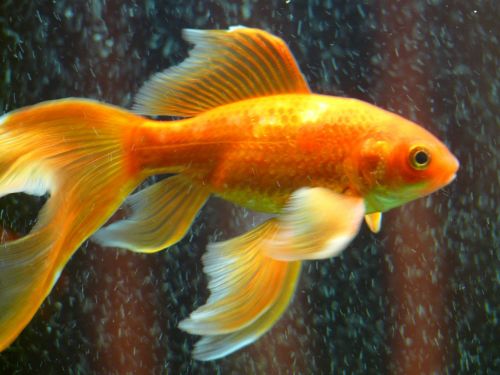 veiltail fish goldfish