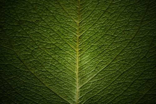 vein the leaves leaf
