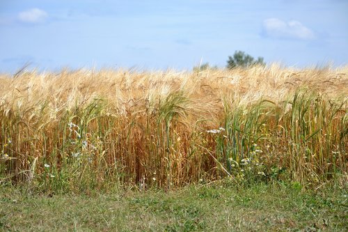 vein  barley  nature