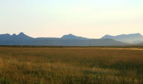 veld grass landscape