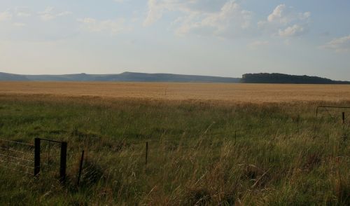 veld grass landscape