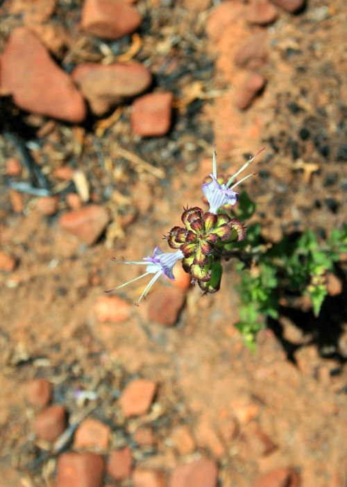 Veld Flower