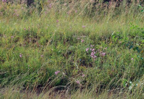 Veld Flowers