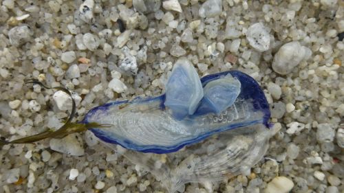 Velella Velella Blue Ocean Creature
