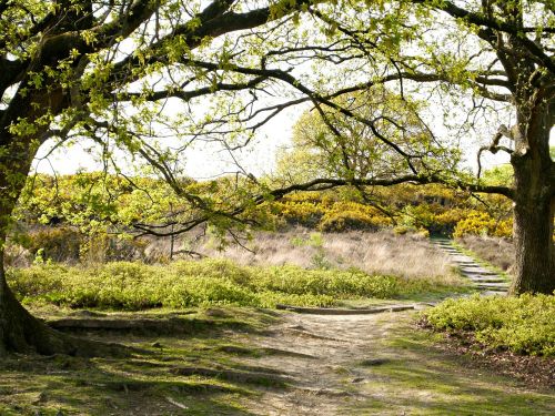 veluwe forest trees