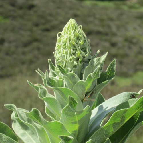 veluwe plant nature