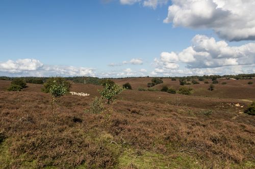 veluwe heide landscape