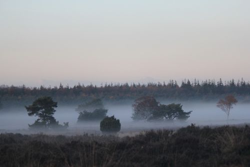 veluwe landscape forest