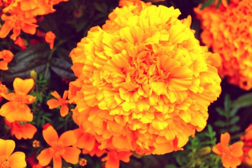 velvet flower marigold orange