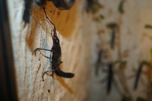 velvet insect grasshopper scare