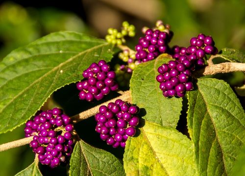 velvet leaf shrub callicarpa pendunculata berries