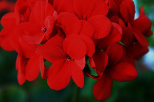 Velvet Red Geranium