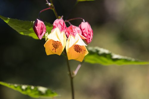 velvetleaf  flower  plant