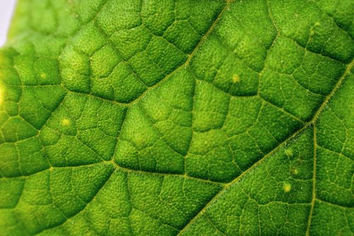 venation  leaf veins  nature