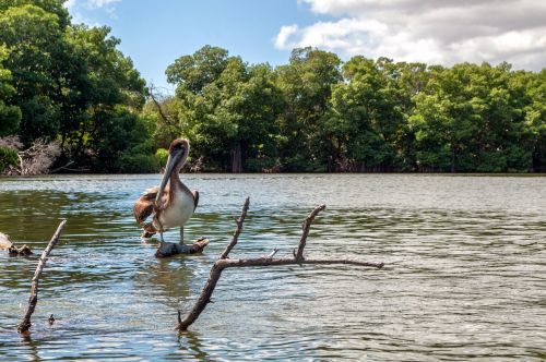 venezuela mangroves pelican