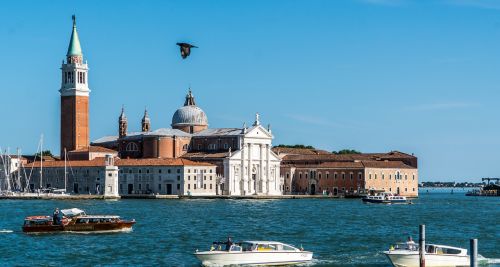 venice italy flying bird