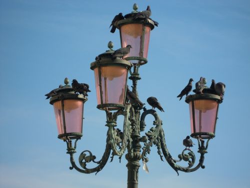 venice piazza san marc pigeons