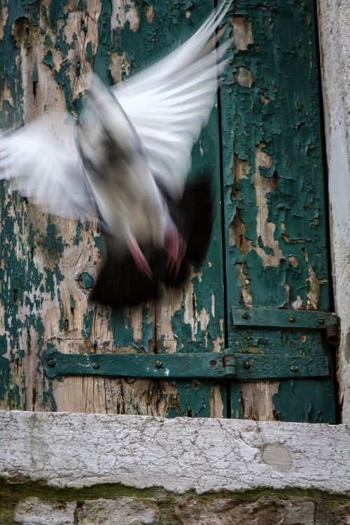 venice pigeon shutters