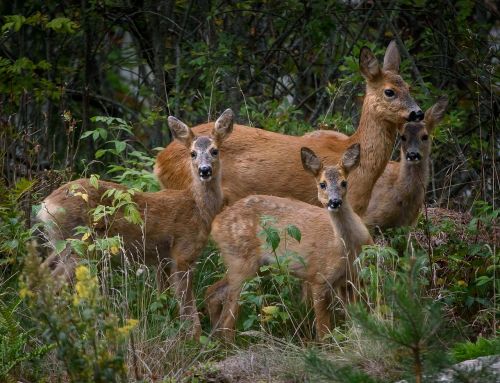 venison animals the nature of the