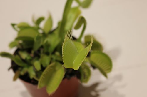venus fly trap plant close-up