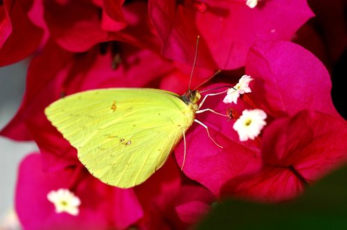 veranera  butterfly  flower