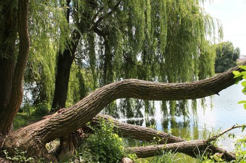 verba willow nature