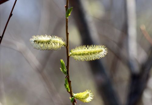 verba plant tree