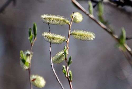 verba plant branch