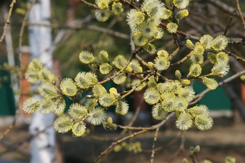 verba  branch  bloom