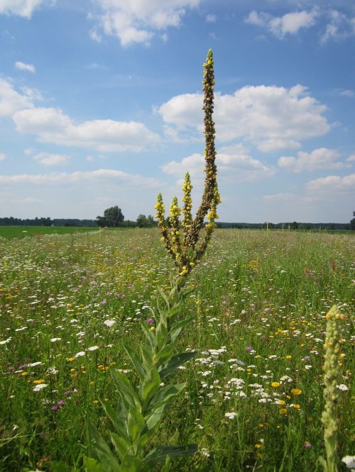 verbascum thapsus great mullein common mullein