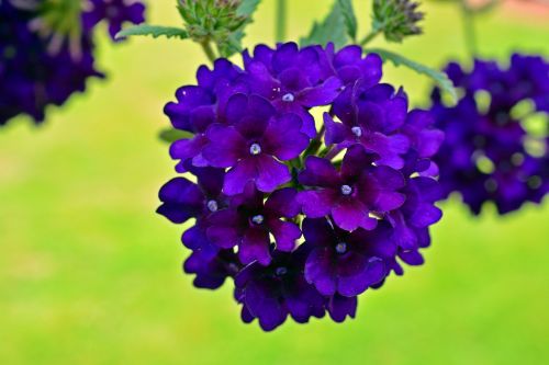 verbena flowers violet