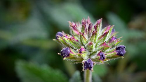 verbena bud blossom