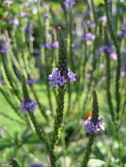 verbena medicinal herb floral