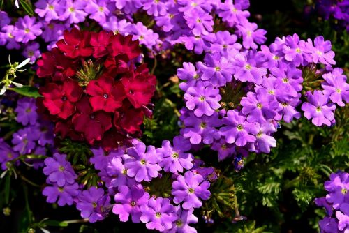 verbena medicinal plant flowers