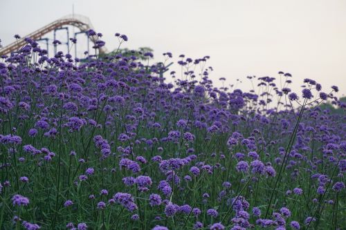 verbena plant the scenery