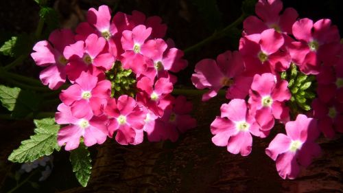 verbena pink flower