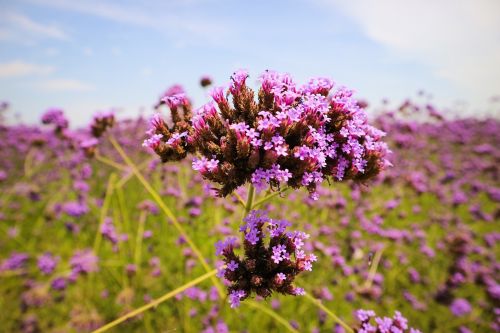 verbena lavender flowers