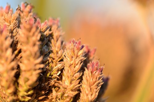 verbena  plant  blossom