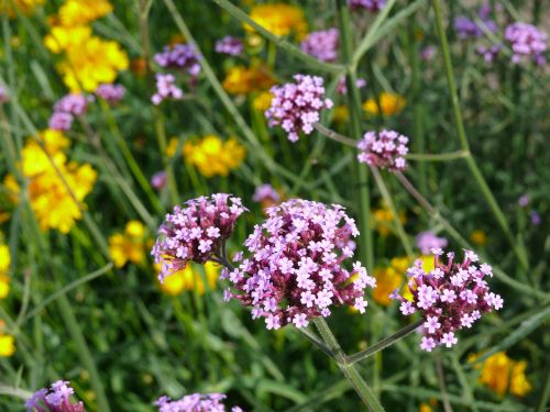 verbena flower mauve