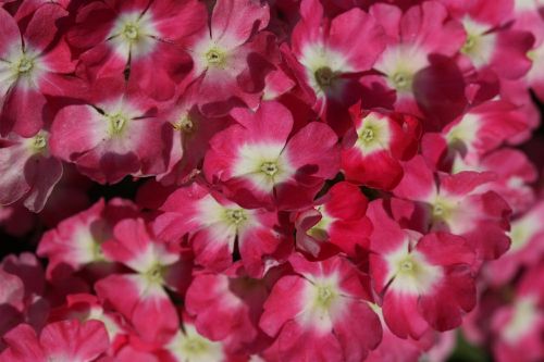 verbena pink flower